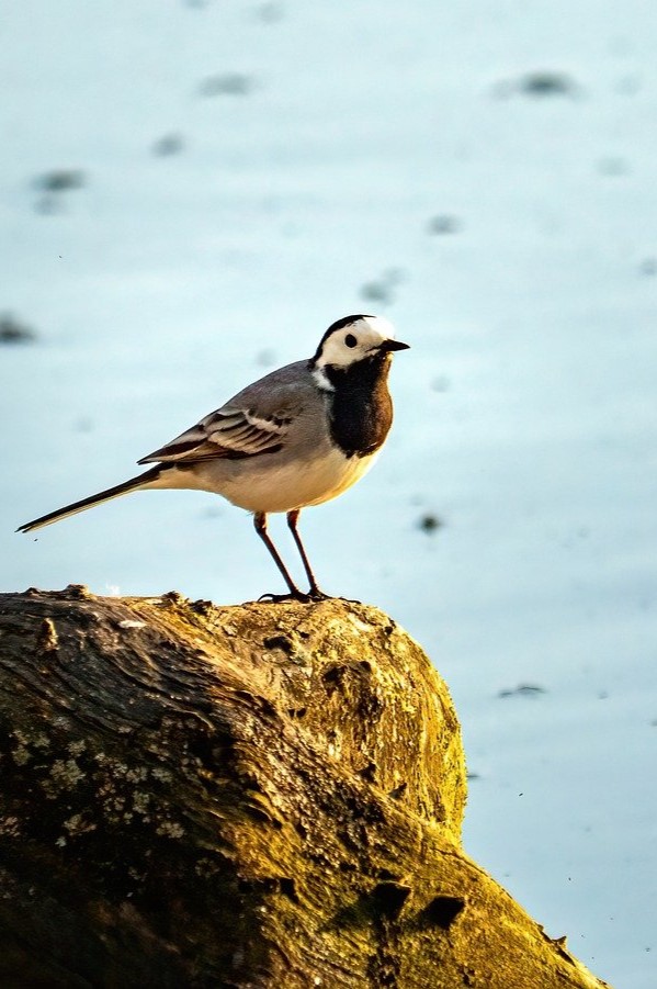White wagtail bird by the sea